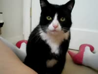 Nasty bitch sucking and licking big dog dick